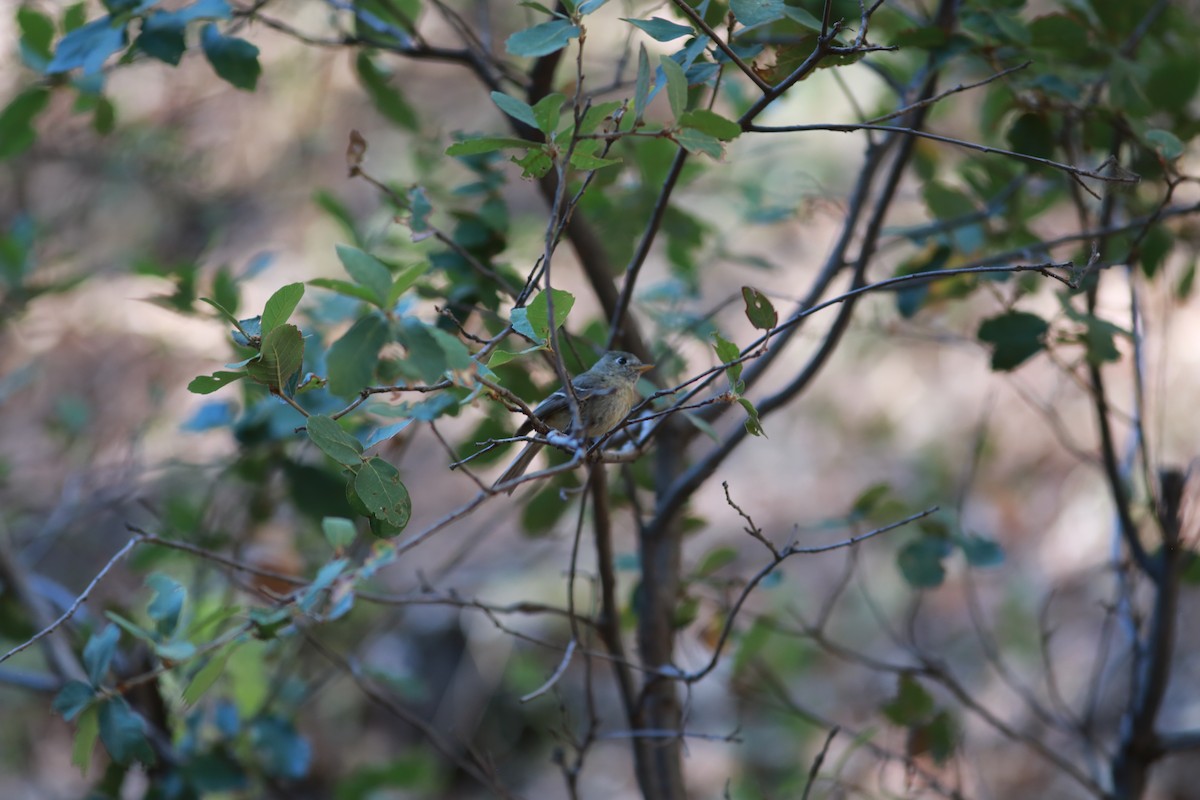 Pine Flycatcher - ML515817911