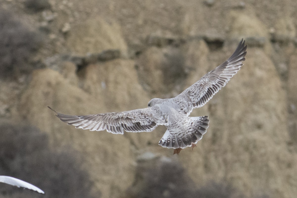 Herring Gull - Luis Gracia Garcés