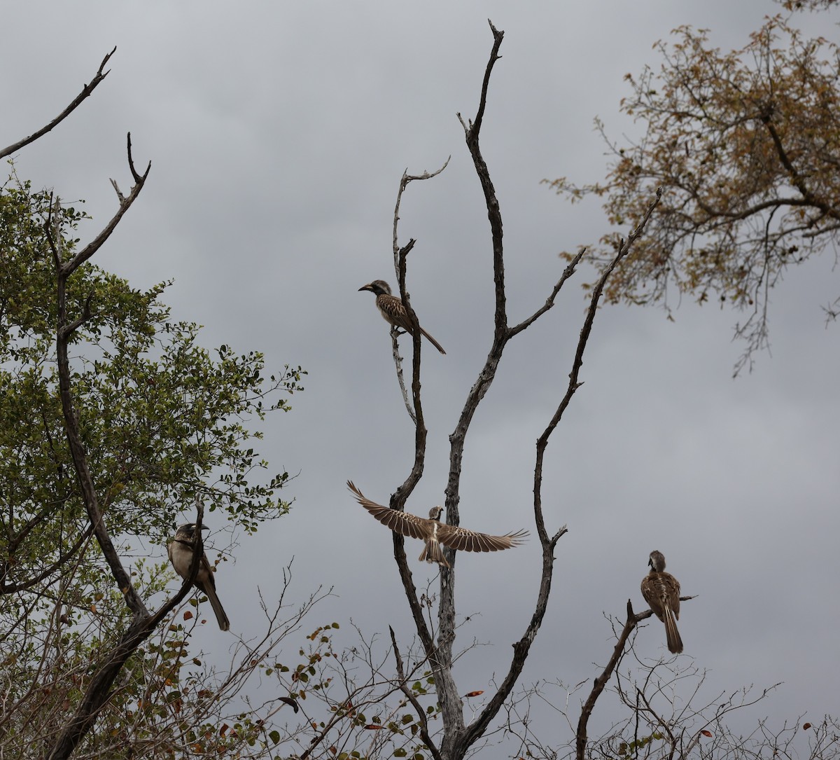 African Gray Hornbill - ML515818981