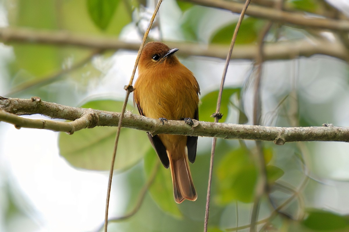 Cinnamon Flycatcher - Dave Curtis