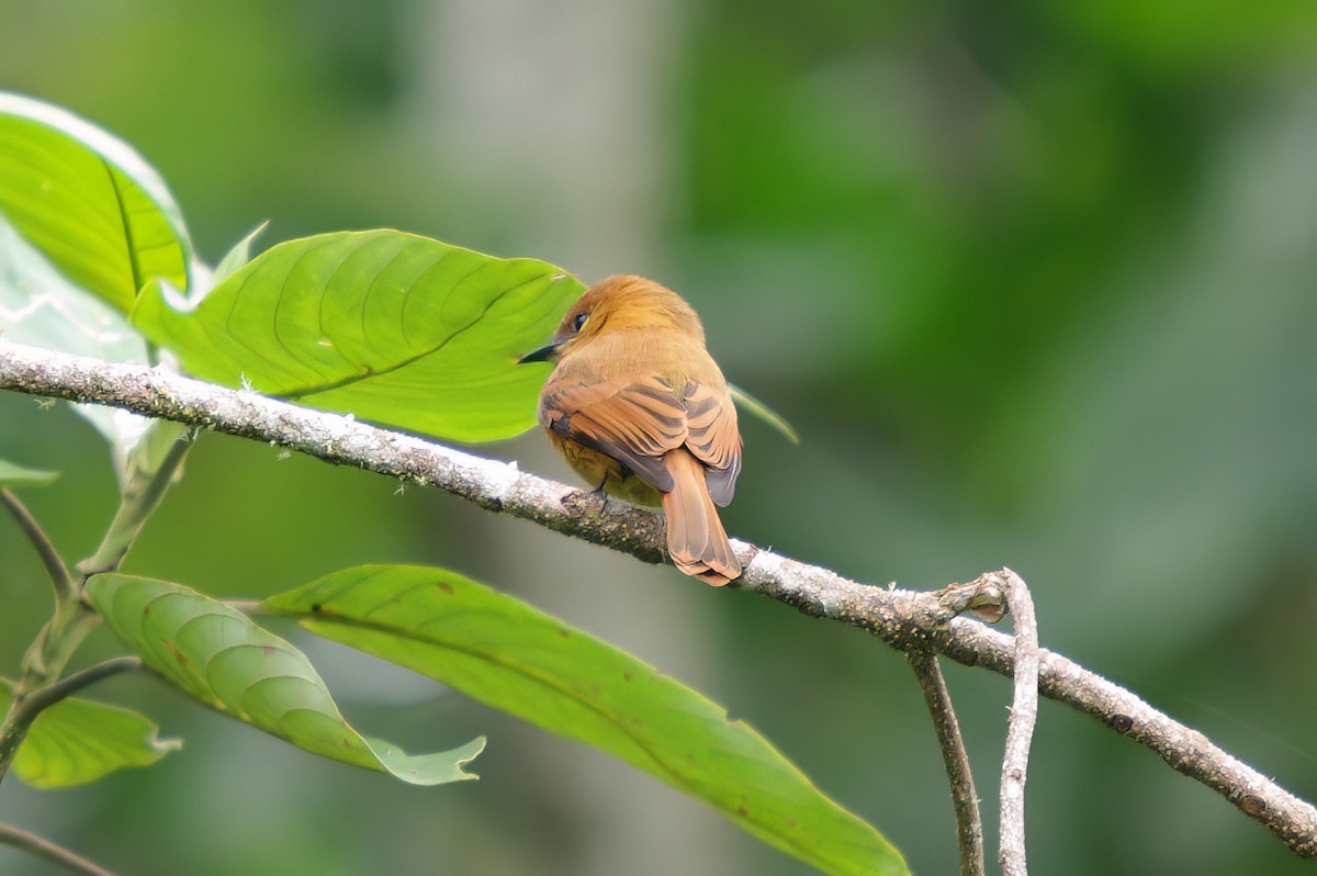 Cinnamon Flycatcher - Dave Curtis