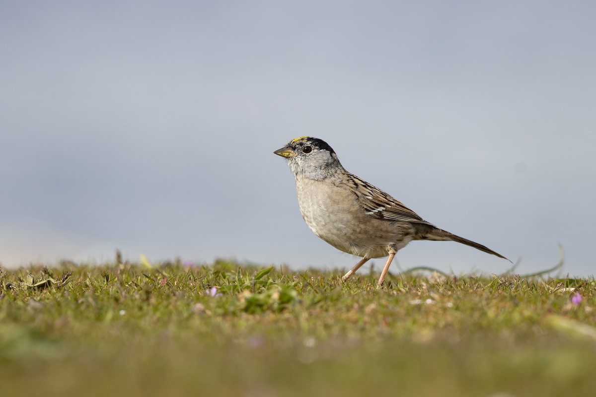 Golden-crowned Sparrow - ML515819841