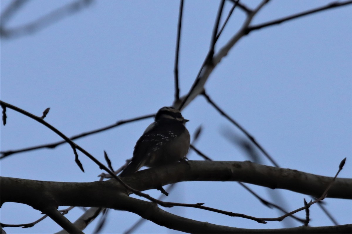 Downy Woodpecker (Pacific) - ML515820141