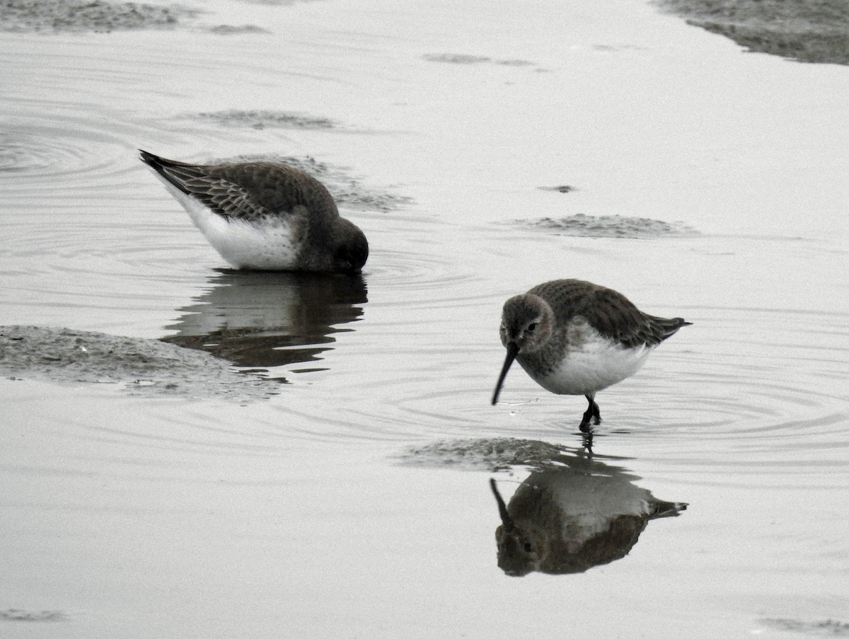 Dunlin - ML515820801