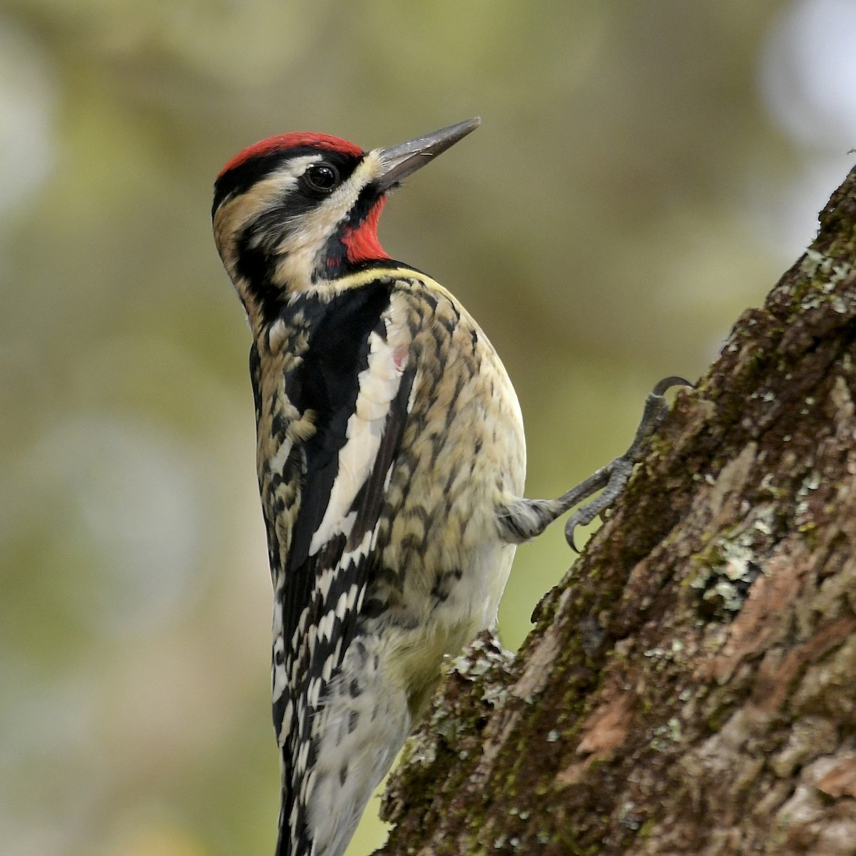 Yellow-bellied Sapsucker - Claudia Nielson