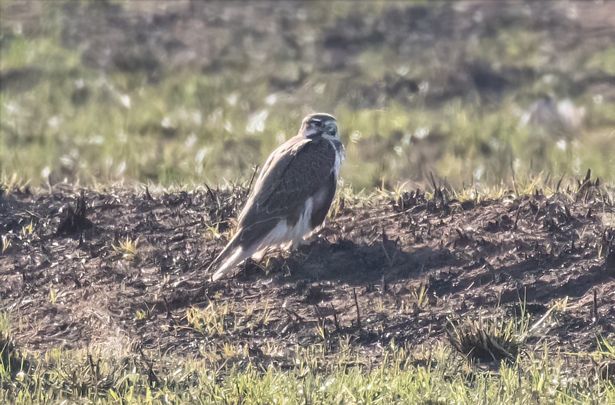 Prairie Falcon - ML515825241