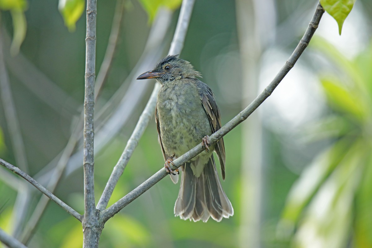 Seychelles Bulbul - Slawek Rubacha