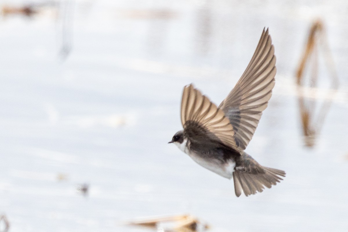 Golondrina Bicolor - ML515827701