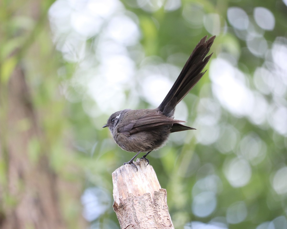 New Zealand Fantail - ML515829031