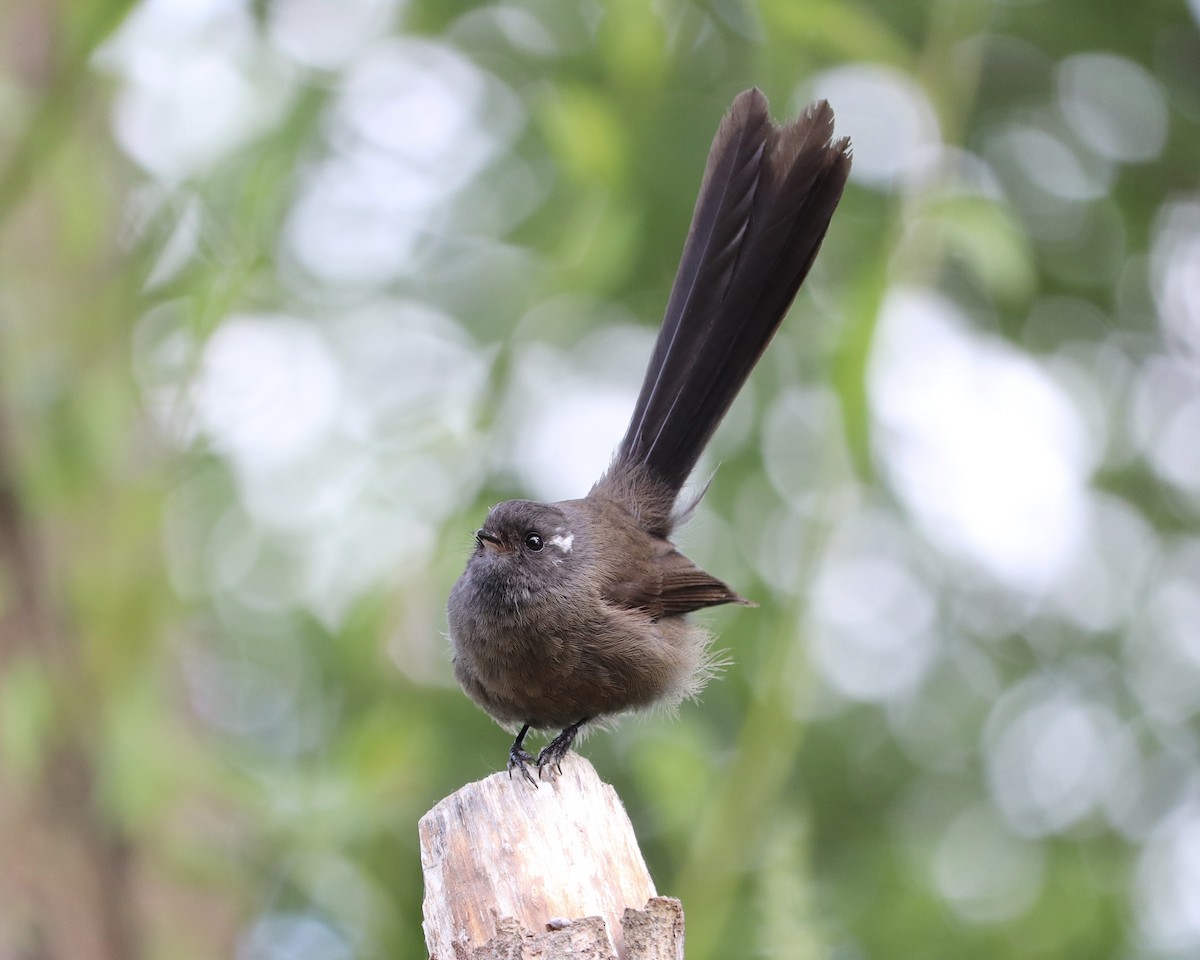 New Zealand Fantail - ML515829581