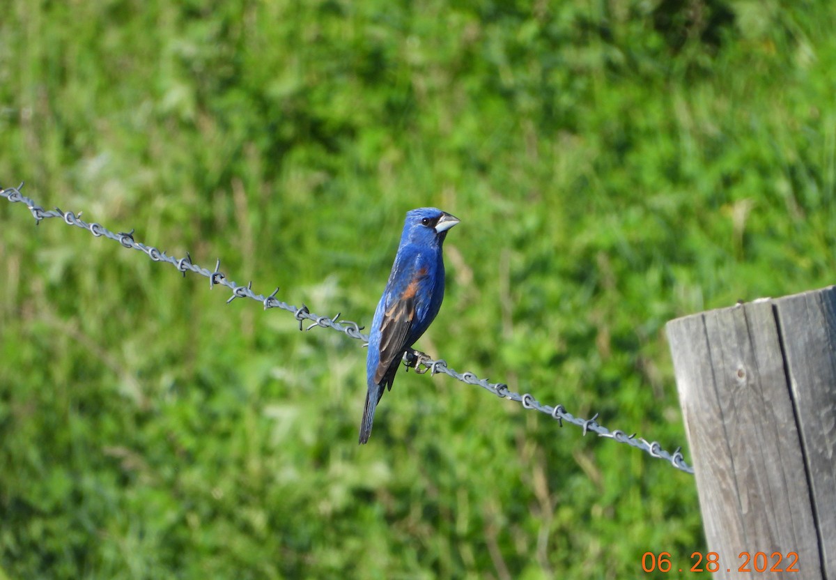 Blue Grosbeak - ML515829981