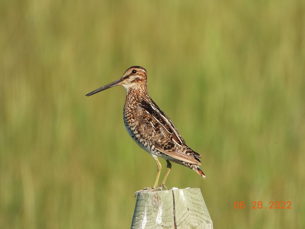 Wilson's Snipe - ML515830161