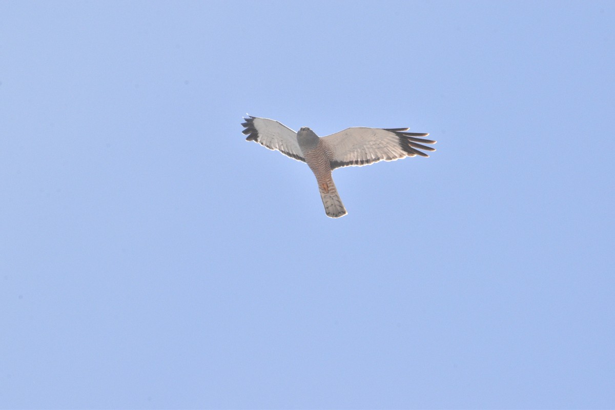 Cinereous Harrier - ML515830881