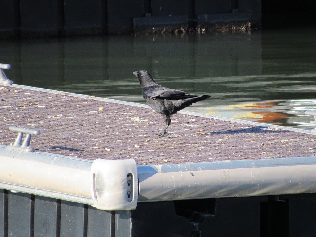 American Crow - ML515831571