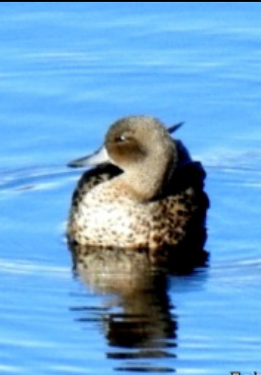 Andean Teal - ML515831971