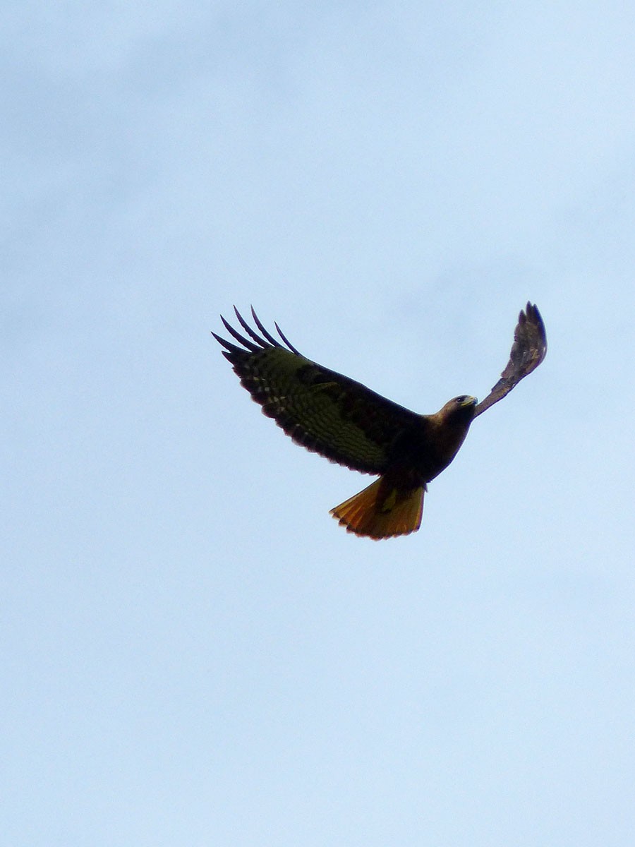 Red-tailed Hawk (calurus/alascensis) - ML51583261