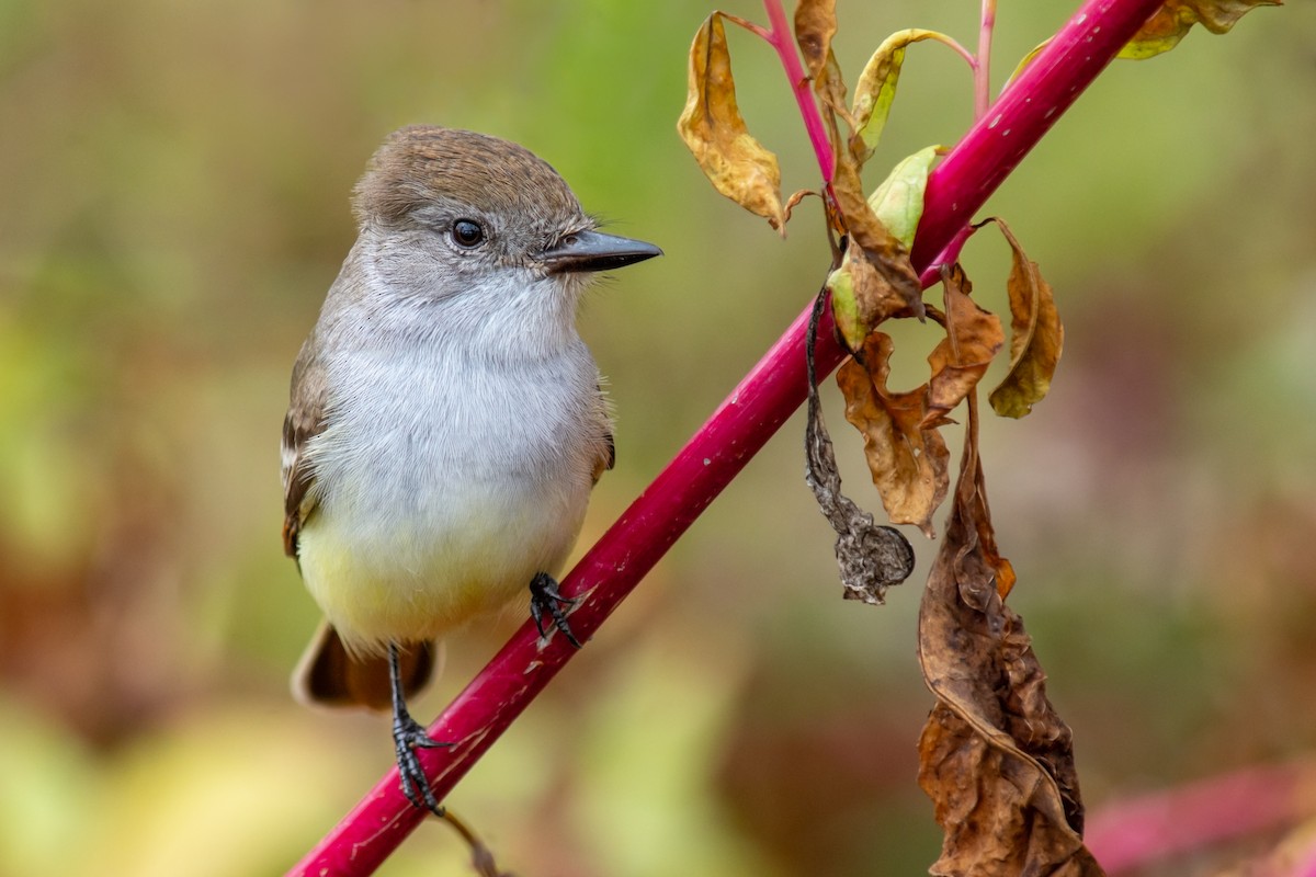 Ash-throated Flycatcher - ML515832781