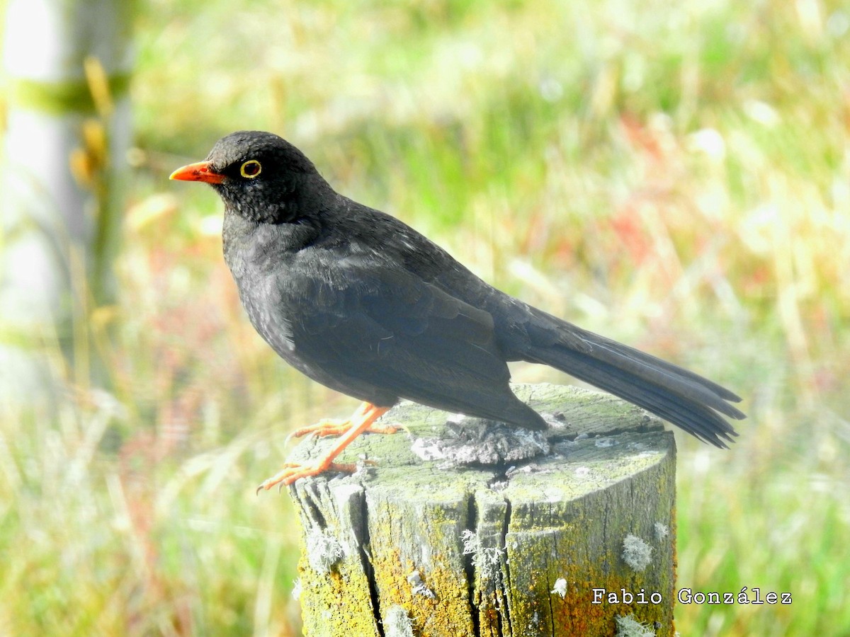 Great Thrush - Fabio Antonio González Anaya