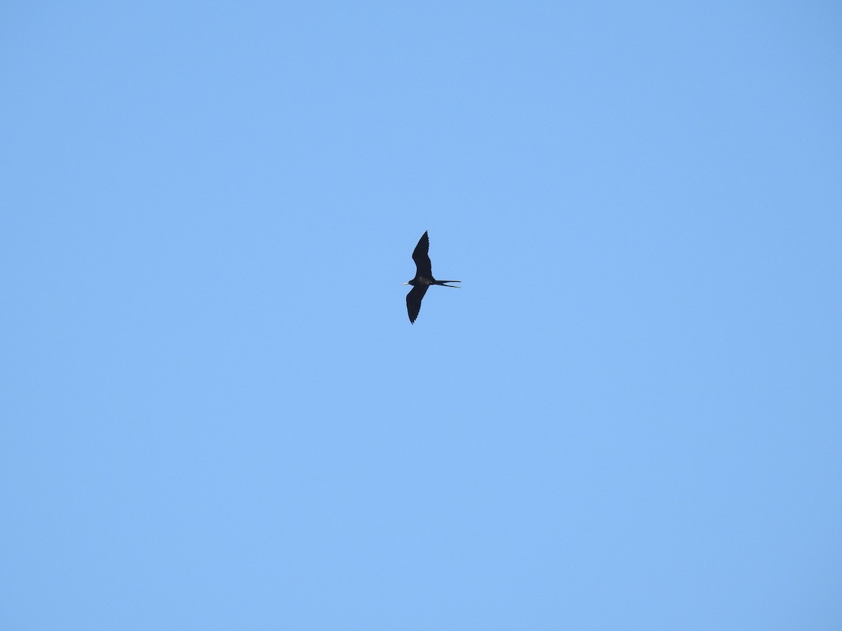 Magnificent Frigatebird - ML515833021