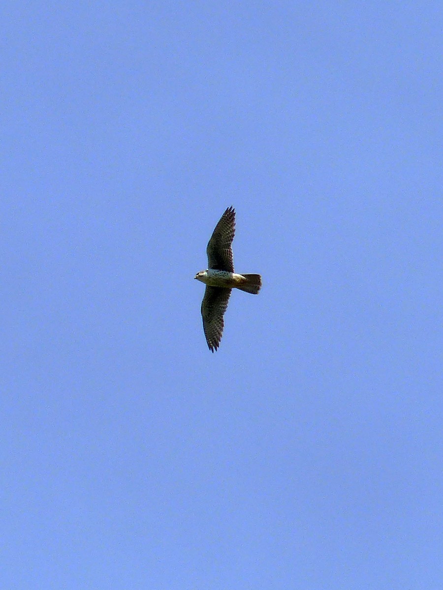 Prairie Falcon - Gena Zolotar