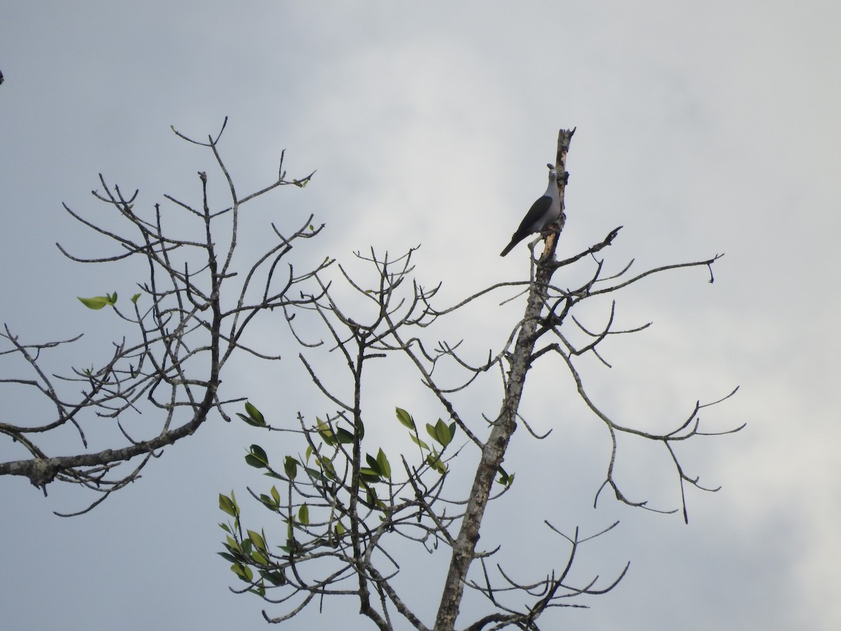 Green Imperial-Pigeon - ML515833651