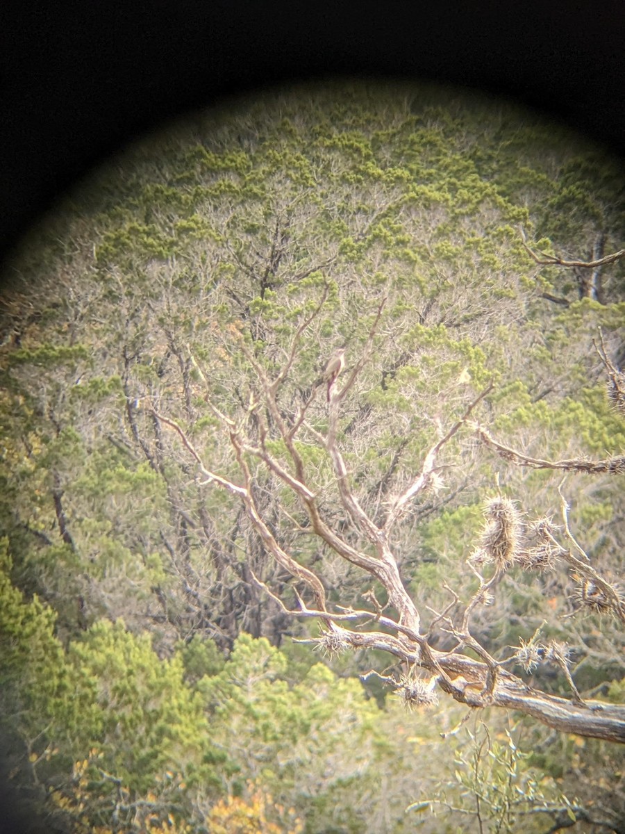 Townsend's Solitaire - ML515833781
