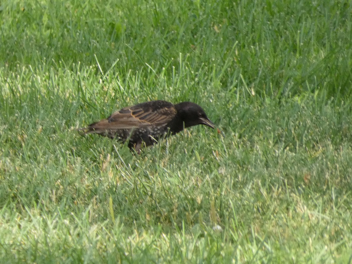 European Starling - ML515834071