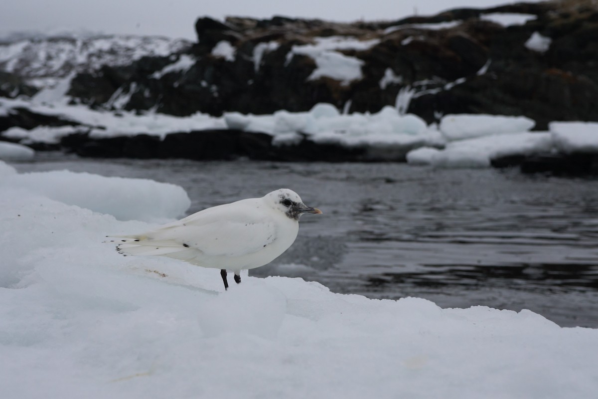 Ivory Gull - ML515835441