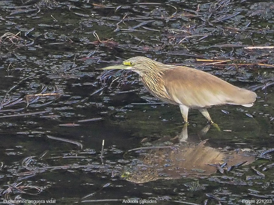 Squacco Heron - ML515836121