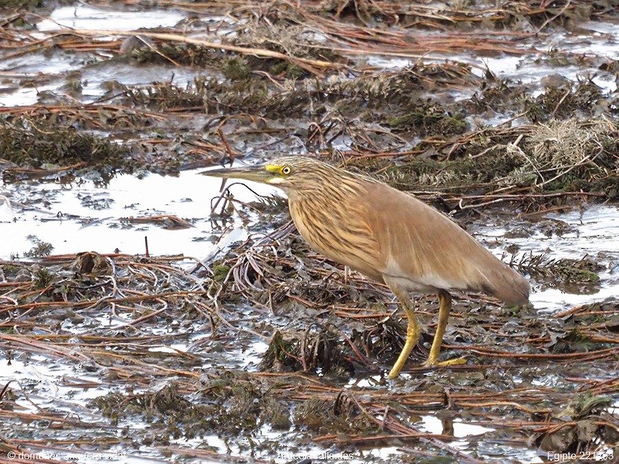 Squacco Heron - Domenec Anguera Vidal