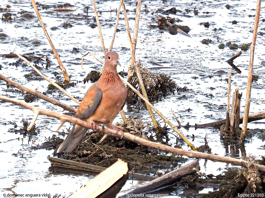 Laughing Dove - ML515836181