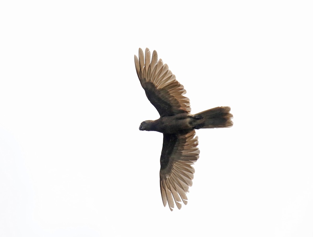 Seychelles Parrot - Slawek Rubacha