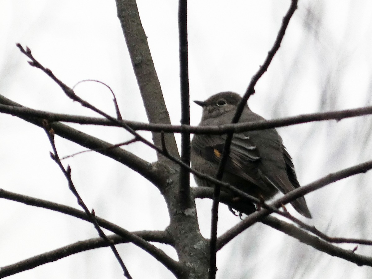 Townsend's Solitaire - ML515837611