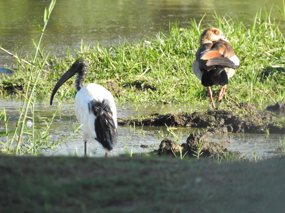 African Sacred Ibis - ML515837641