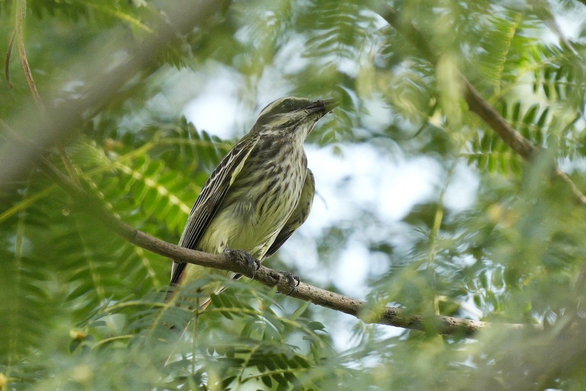 Streaked Flycatcher - ML515838341