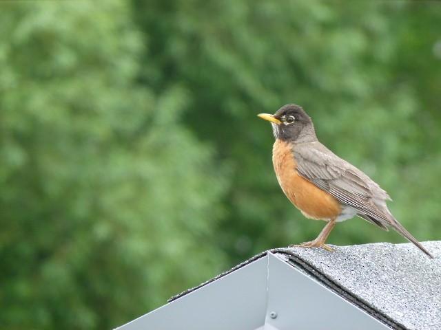 American Robin - Micheline Roy