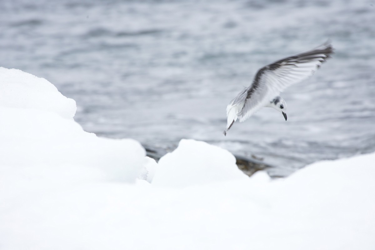 Black-legged Kittiwake - ML515841431