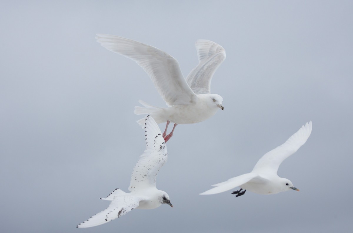 Glaucous Gull - ML515841441