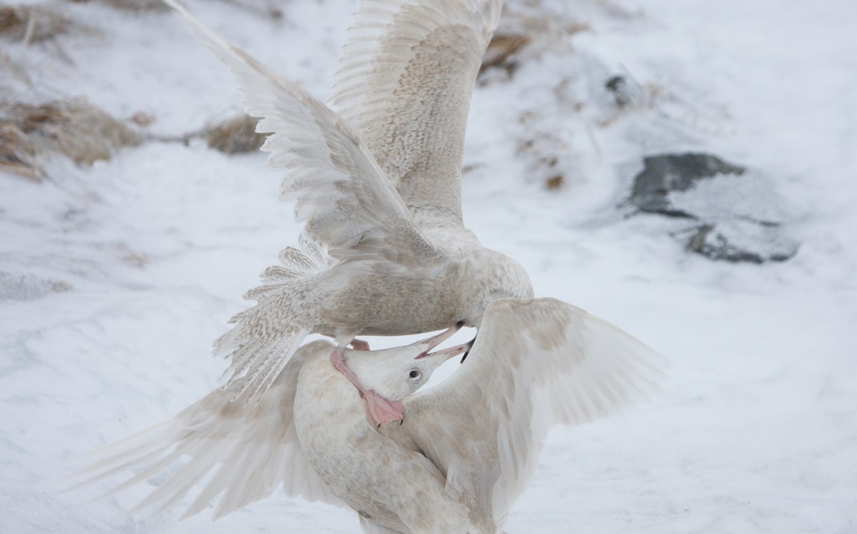 Glaucous Gull - ML515841451