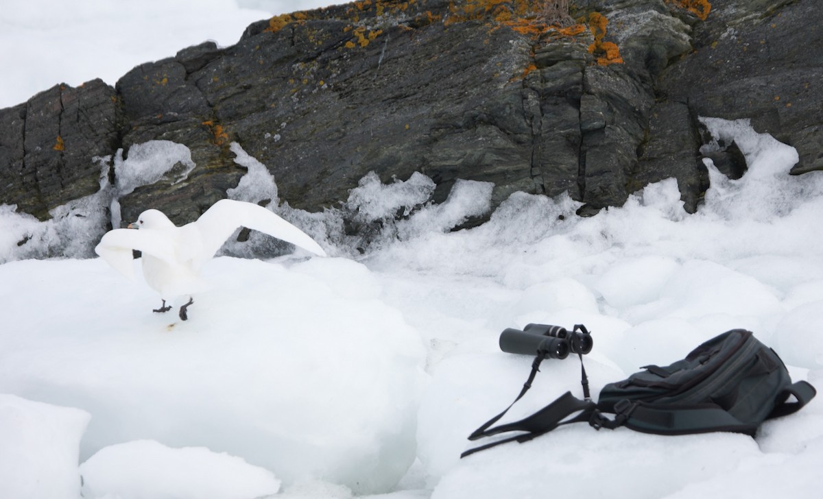 Ivory Gull - ML515841631