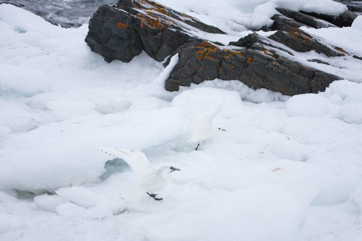 Ivory Gull - ML515841641