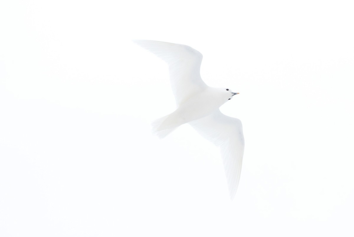 Белая чайка - ML515841651