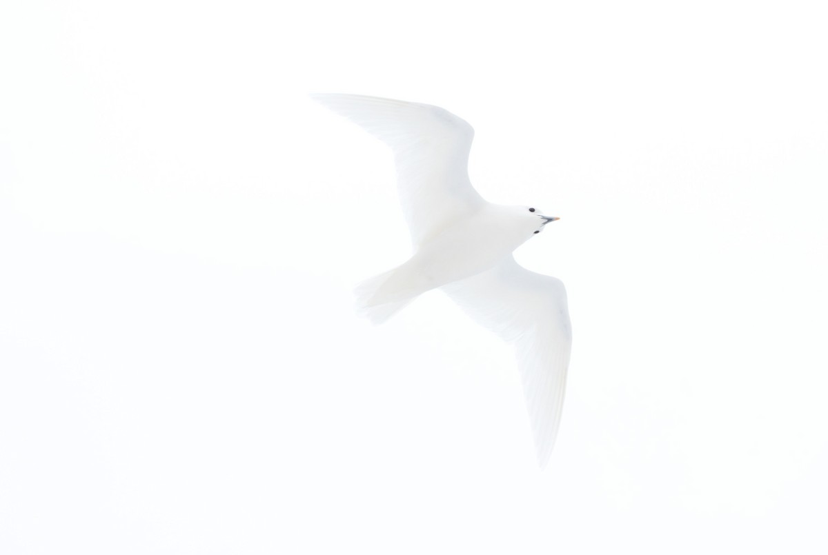 Ivory Gull - ML515841651