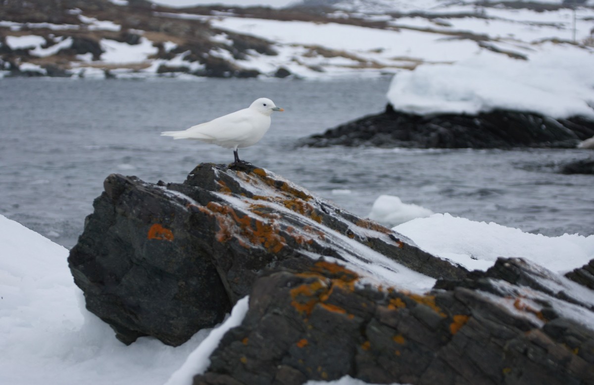 Ivory Gull - ML515841671