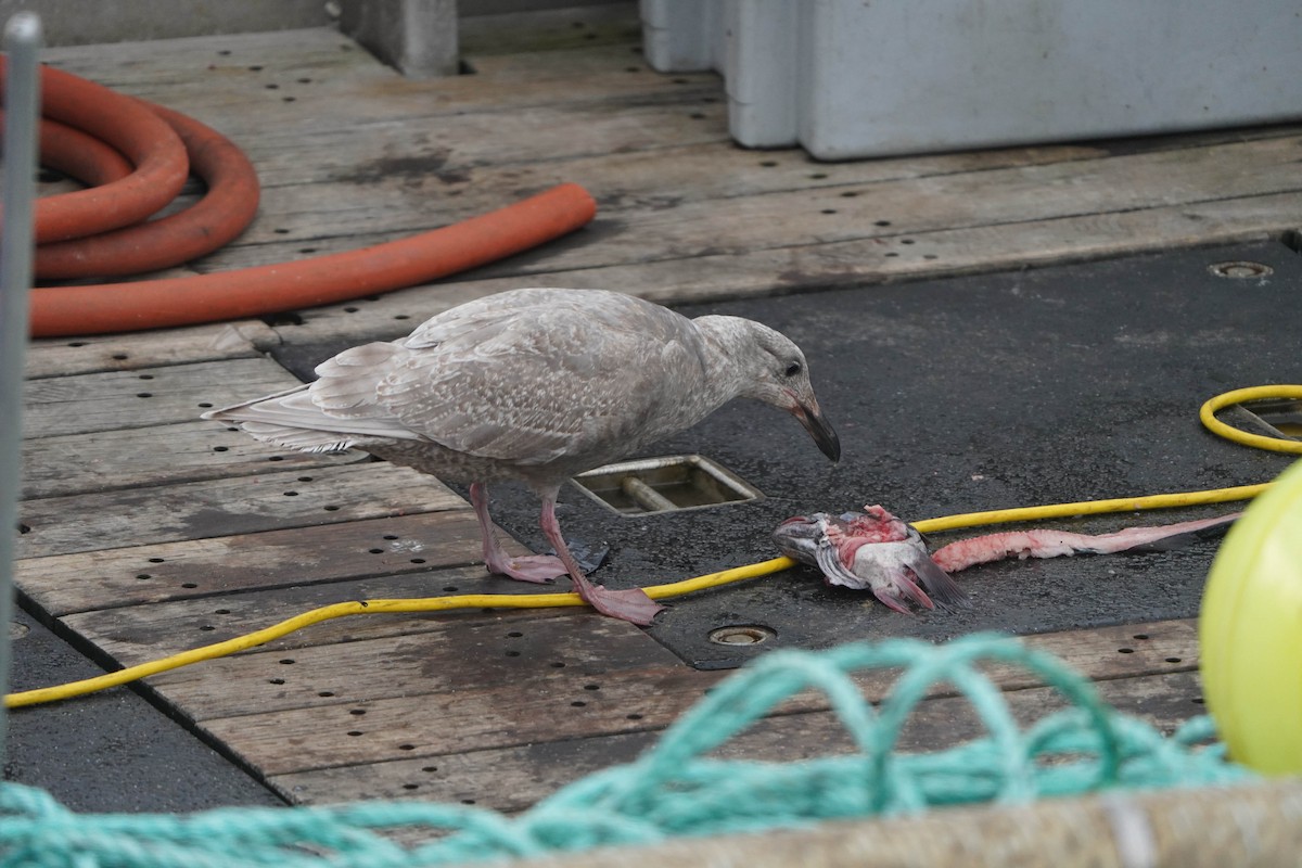 Glaucous-winged Gull - Chris Wilson