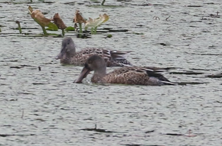 Northern Shoveler - ML515842001