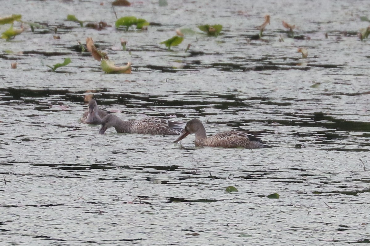 Northern Shoveler - ML515842021