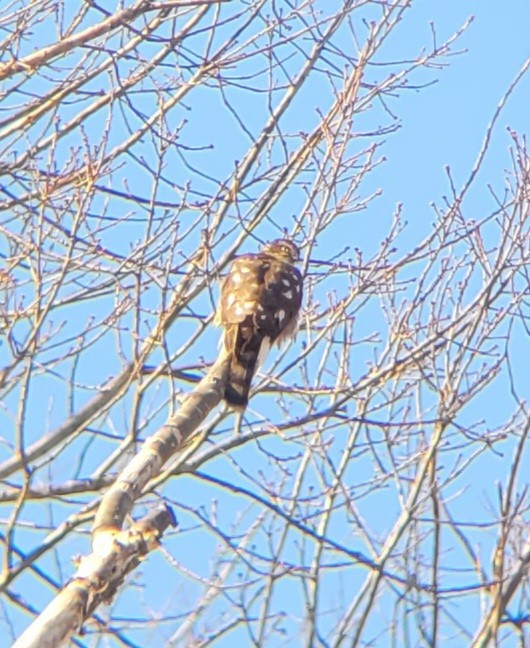Sharp-shinned Hawk - ML515842681