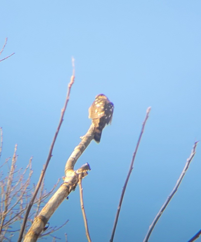 Sharp-shinned Hawk - ML515842691
