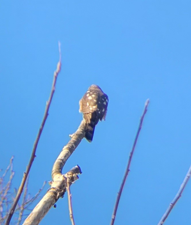 Sharp-shinned Hawk - ML515842701